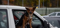 Как возить собаку или кошку в авто, чтобы не нарваться на штраф?